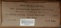 Nodulosphaeria dolioloides image